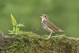 Image. Ovenbird