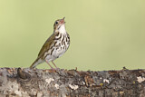 Image. Ovenbird