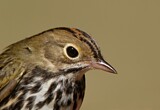 Image. Ovenbird