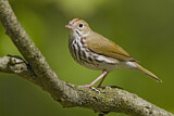 Image. Ovenbird