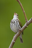 Image. Ovenbird