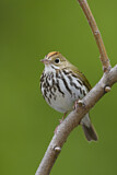 Image. Ovenbird
