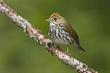 Image. Ovenbird