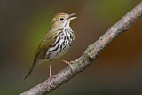 Image. Ovenbird