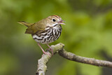 Image. Ovenbird