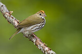 Image. Ovenbird