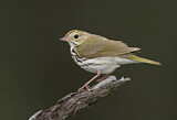 Image. Ovenbird