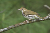 Image. Ovenbird