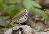 Image. Ovenbird