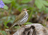 Image. Ovenbird