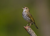 Image. Ovenbird