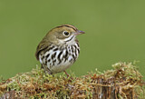 Image. Ovenbird