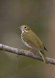 Image. Ovenbird