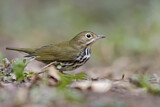Image. Ovenbird