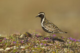 Image. Pacific Golden Plover