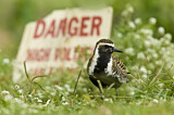 Image. Pacific Golden Plover