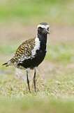 Image. Pacific Golden Plover