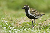 Image. Pacific Golden Plover
