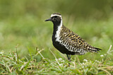 Image. Pacific Golden Plover