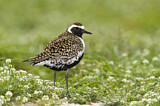 Image. Pacific Golden Plover