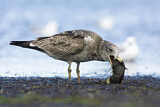 Image. Pacific Gull 