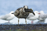 Image. Pacific Gull 