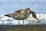 Image. Pacific Gull 