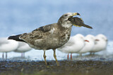 Image. Pacific Gull 