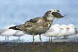 Image. Pacific Gull 
