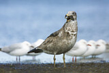 Image. Pacific Gull 