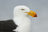 Image. Pacific Gull 