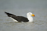 Image. Pacific Gull 