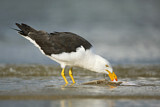 Image. Pacific Gull 