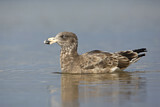 Image. Pacific Gull 