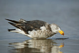Image. Pacific Gull 