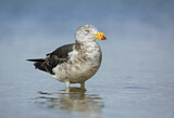 Image. Pacific Gull 