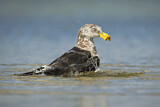 Image. Pacific Gull 