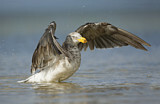 Image. Pacific Gull 