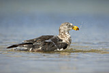 Image. Pacific Gull 
