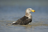 Image. Pacific Gull 
