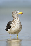Image. Pacific Gull 