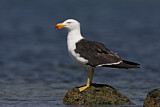 Image. Pacific Gull 