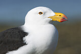Image. Pacific Gull