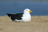 Image. Pacific Gull