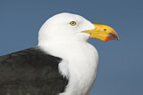 Image. Pacific Gull