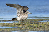 Image. Pacific Gull