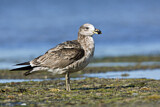 Image. Pacific Gull