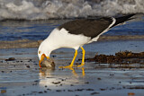 Image. Pacific Gull