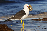 Image. Pacific Gull
