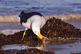 Image. Pacific Gull